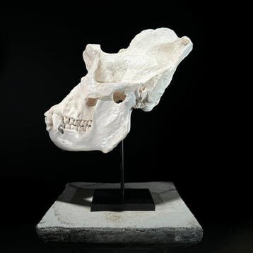 GEEN PRIJSRESERVE - Een replica van een gorillaschedel op