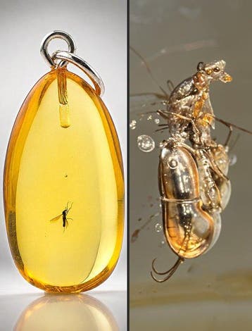 Museumkwaliteit Baltisch amberhanger – parasitaire wesp en