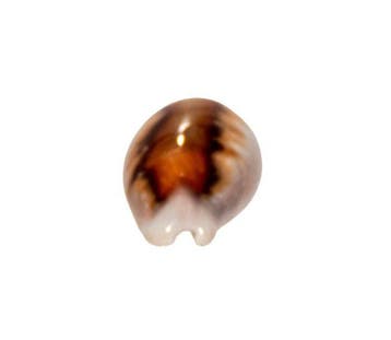 Zeldzaamheid: Neobernaya spadicea 40mm | Toptoestand