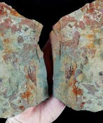 Spectaculair grapoliet met buitengewone conservering!!! -