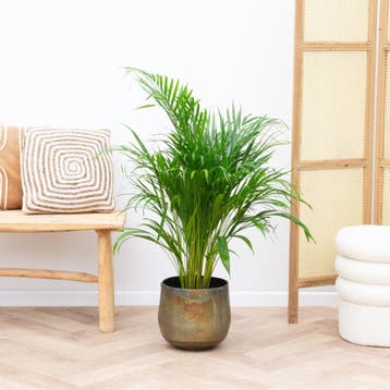 Green Bubble - Dypsis Lusescens (Areca palm) - 110cm, Ophalen of Verzenden