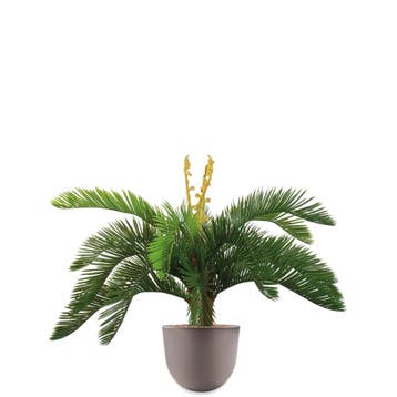 Cycas kunstplant, H70cm, Ophalen of Verzenden, Palm, Minder dan 100 cm