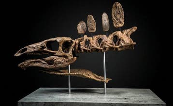 Stegosaurus Taxidermie replica montage - Stegosaurus bust -, Nieuw