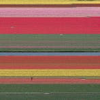 Bernhard Lang - AV_Tulip_Fields_036, Antiek en Kunst