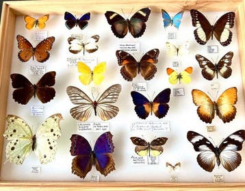 Collectie van 21 onvervangbare Nymphalidae uit vier, Nieuw