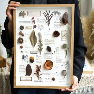 Verschillende planten Taxidermie volledige montage - Various