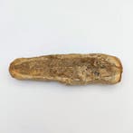 West-Aziatisch Zandsteen Visfossiel Kraalfragment Plaquette, Antiek en Kunst