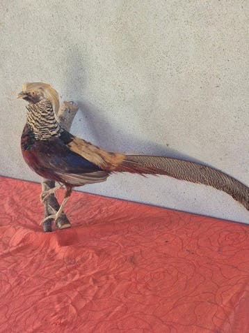 Gouden fazant Taxidermie wandmontage - Chrysolophus pictus -, Nieuw