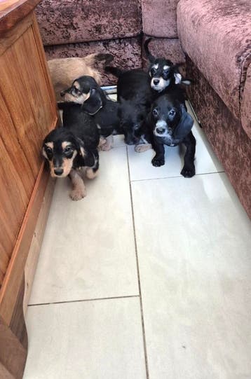 Ruwhaar boomer puppies!  (NOG 2 REUTJES beschikbaar), Dieren en Toebehoren, Parvo, 8 tot 15 weken, Meerdere, Nederland