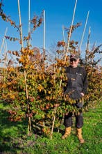 Perzisch IJzerhout - De Parrotia Persica, Ophalen, Halfschaduw, Overige soorten, Lente