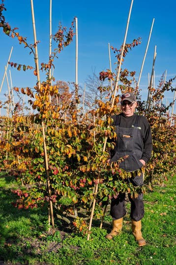 Perzisch IJzerhout - De Parrotia Persica meerstammig, Ophalen, Halfschaduw, Overige soorten, Lente