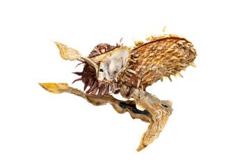Exclusieve schelpenset: Malleus malleus (hameroester) &, Nieuw
