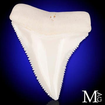 Grote witte haai tand Iconisch Carcharodon carcharias tand -, Nieuw