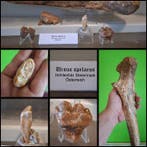 Verzameling grottenbeer (Ursus spelaeus) 5 stuks - Fossiele