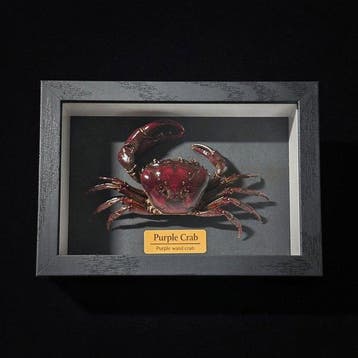 Krab Taxidermie wandmontage - Somanniathelphusa sp. - 3 cm -