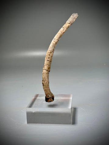 Echte Psittacosaurus-ribfossiel - Fossiel skelet