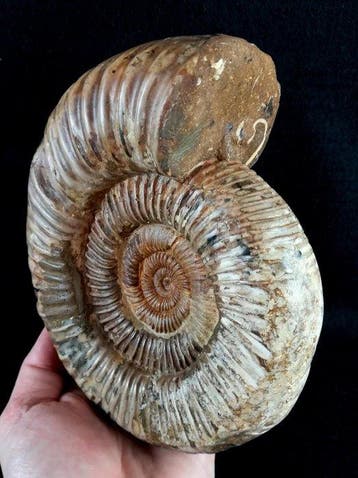 Ammoniet - Gefossiliseerd dier - Kranaosphinctes roedereri, Verzamelen, Mineralen en Fossielen