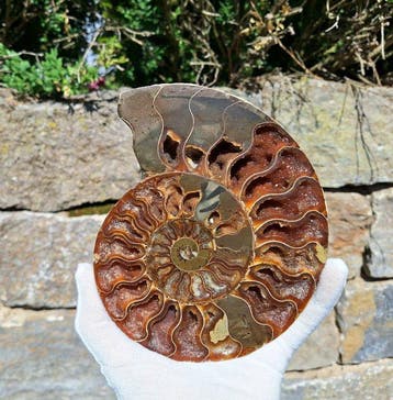 ammoniet - Gefossiliseerd dier - Aioloceras besairie - mit, Verzamelen, Mineralen en Fossielen