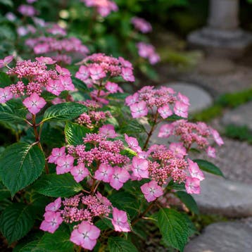 Hydrangea serrata Koreana” container (P19) Hortensia, Tuin en Terras, Verzenden, Overige soorten, Halfschaduw