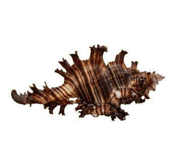 Exotische reuzenstekelslak – Chicoreus ramosus (120 mm) –
