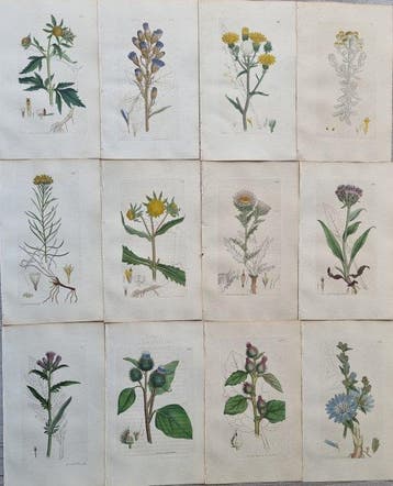 James Edward Smith / James Sowerby - Lot. of 24 sheets -