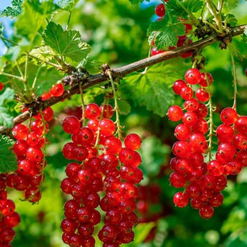 Ribes rubrum Jonkheer van Tets Groengeel, onopvallend, Verzenden