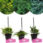 Set van 3 Jeneverbessen - Green carpet, Old, Verzenden