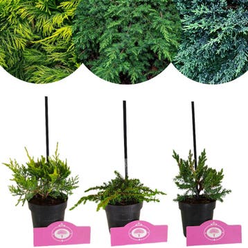 Set van 3 Jeneverbessen - Green carpet, Old, Verzenden