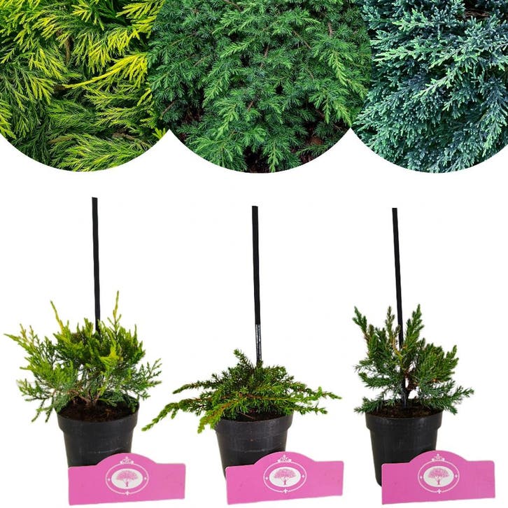 Set van 3 Jeneverbessen - Green carpet, Old, Tuin en Terras, Planten | Fruitbomen, Verzenden