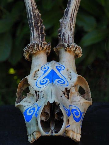 Ree Gesneden schedel - Capreolus capreolus - 25 cm - 12 cm -, Antiek en Kunst