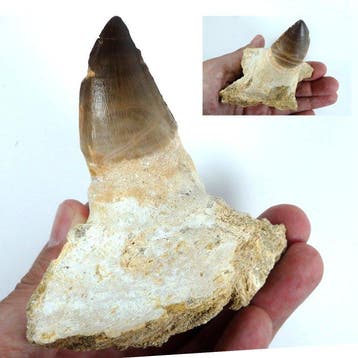 Mosasaurus - Gefossiliseerde kaak - Leiodon anceps - Fossil, Verzamelen, Mineralen en Fossielen