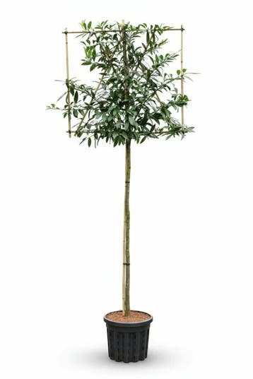 Prunus laurocerasus Caucasica leiboom 8/10 150cm stam 120b