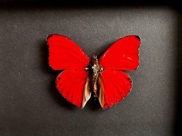 Vlinder Taxidermie volledige montage - Cymothoe Sangaris