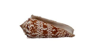Historische verzamelrariteit: Conus thomae (80 mm) –, Verzamelen, Nieuw