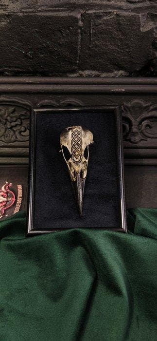bonte spreeuw kraai Gesneden schedel - pica pica - 2 cm - 5, Antiek en Kunst