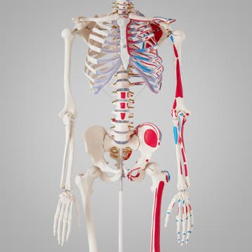 Anatomisch skelet met spiermarkering - wit, Verzenden, Nieuw