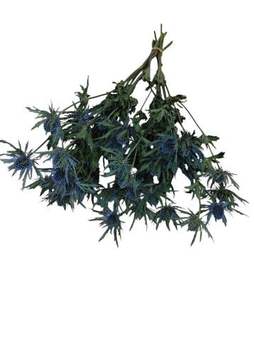 Eryngium Blue Star Natural Blue Distelbloemen bundel 10, Ophalen of Verzenden, Nieuw