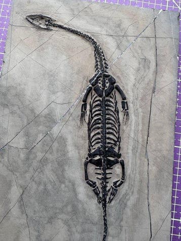 Fossiel reptiel: Keichousaurus -Trias - Gefossiliseerd dier, Verzamelen, Mineralen en Fossielen