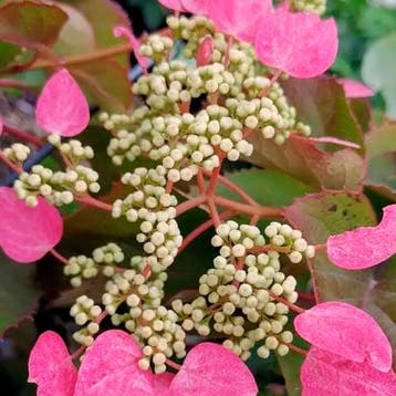 Japanse Klimhortensia Rose Sensation container (C3) Roze, Tuin en Terras, Verzenden, Hortensia, Struik