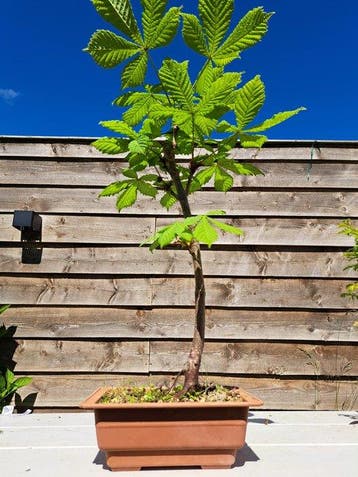paarden kastanje bonsai in grote bonsaischaal - Hoogte