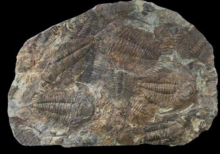 Trilobiet - Fossiele sterfteplaat - Acadoparadoxides - 110, Verzamelen, Mineralen en Fossielen