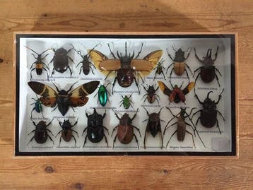 Grote exotische insectentaxidermie displaykast - kevers,, Nieuw