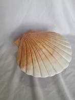 Michel Caugant - caugant - Tureen - Coquille Saint Jacques -