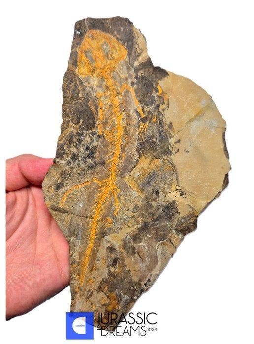 Museumkwaliteit zeldzame Jeholotriton paradoxus - primitieve, Verzamelen, Mineralen en Fossielen