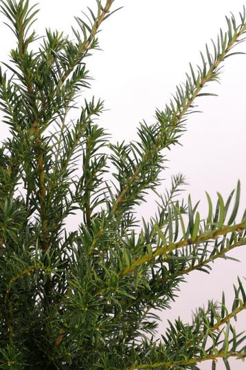 TAXUS BACCATA PALLETDEAL | 30, 80 OF 100 PLANTEN, Tuin en Terras, Verzenden, Taxus, Haag, 100 tot 250 cm