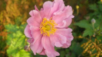 Anemoon Anemone sylvestris /hupehensis /Honorine Jobert, Ophalen of Verzenden, Lente, Vaste plant, Volledige schaduw