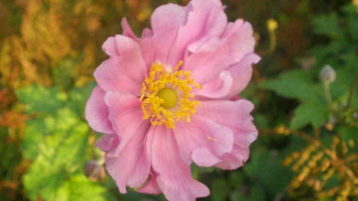 Anemoon Anemone sylvestris /hupehensis /Honorine Jobert, Tuin en Terras, Planten | Tuinplanten, Vaste plant, Volledige schaduw