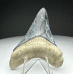 Megalodon - Fossiele tand - 6 cm - 5 cm