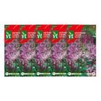 Bloemzaden kattensnor | VT | 5 stuks, Verzenden