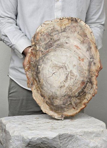 Fossiel hout - Gefossiliseerd hout - 42 cm - 30 cm